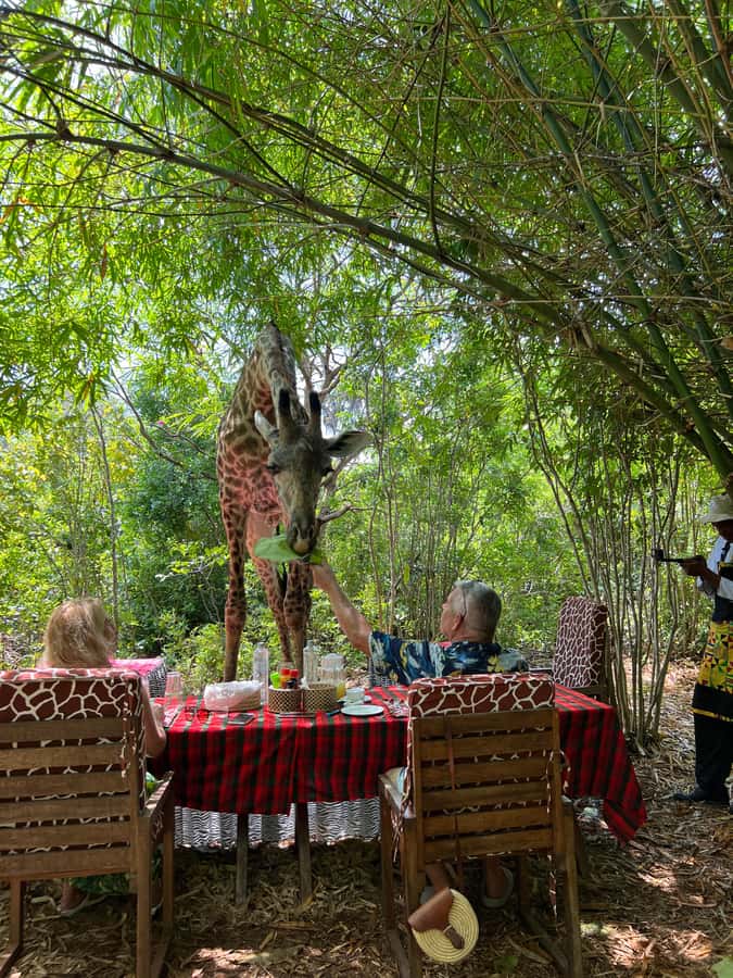 DIANI: SHARE A MEAL WITH GIRAFFES - Meeting the giraffes at close range