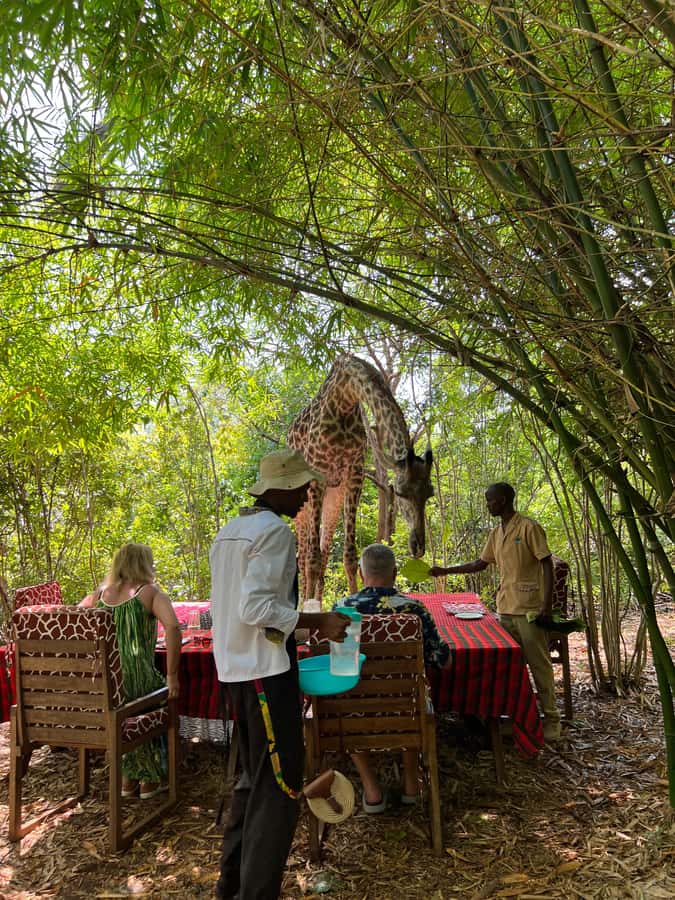 DIANI: SHARE A MEAL WITH GIRAFFES - Dining beside giraffes at the outdoor table