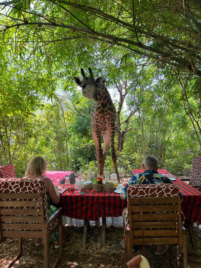 DIANI: SHARE A MEAL WITH GIRAFFES - Is $250 a fair price for the experience?