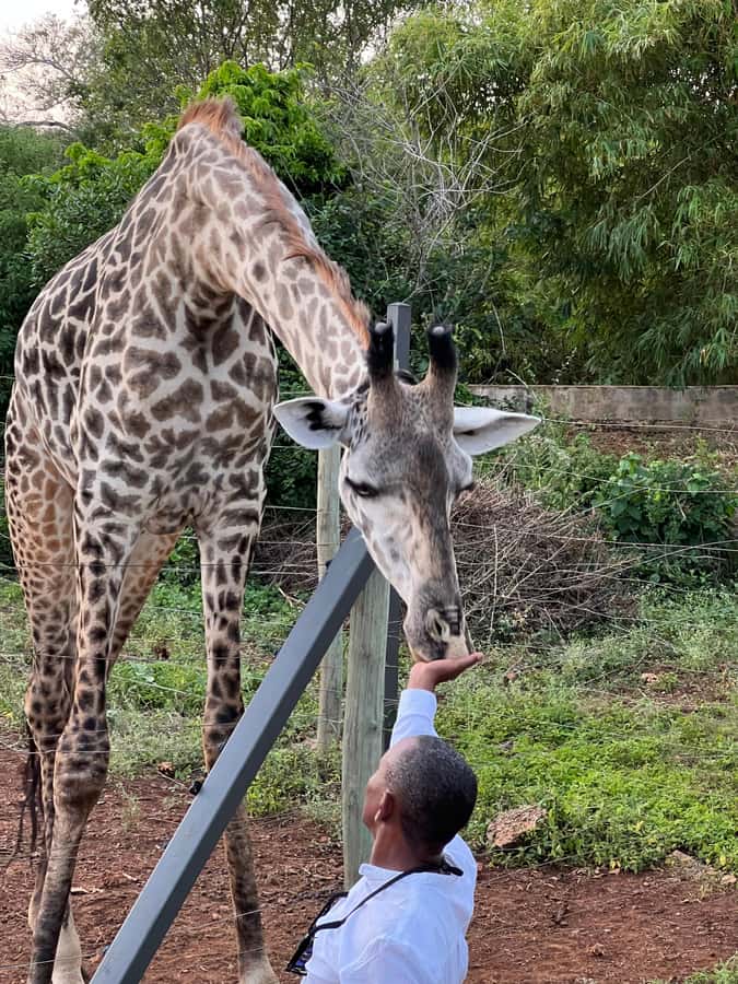DIANI: SHARE A MEAL WITH GIRAFFES - Walking through a small African animal park