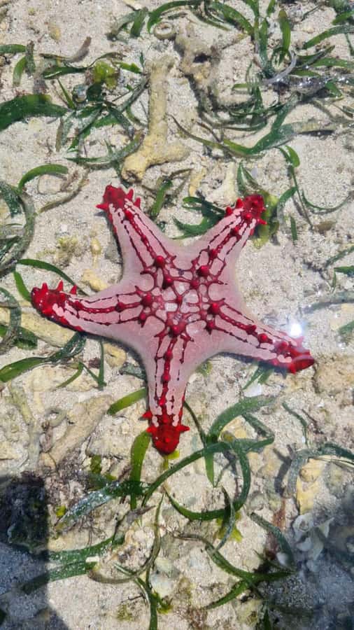 Diani: Snorkeling and Swimming at African Pool in Tiwi Beach - Returning to Tiwi Beach for snacks