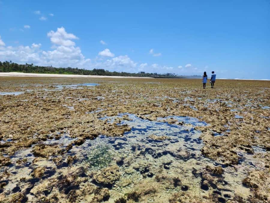 Diani: Snorkeling and Swimming at African Pool in Tiwi Beach - Timing, transport, and private-group value