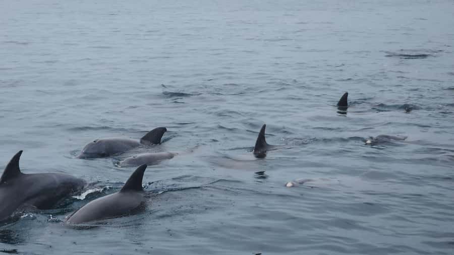 Diani: Wasini Island, Snorkeling & Dolphin watching. - Guides, languages, and the feel of the day