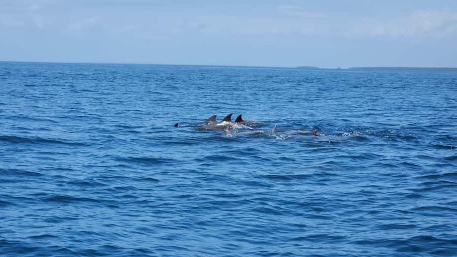 Diani: Wasini Island, Snorkeling & Dolphin watching. - Four hours around Wasini and Kisite-Mpunguti
