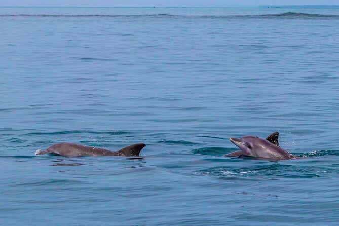 Dolphin Watch & Snorkeling at Kisite Marine Park & Wasini Island - Wasini Island lunch with local flavor
