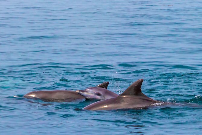 Dolphin Watch & Snorkeling at Kisite Marine Park & Wasini Island - Guides, service, and the pace of the day