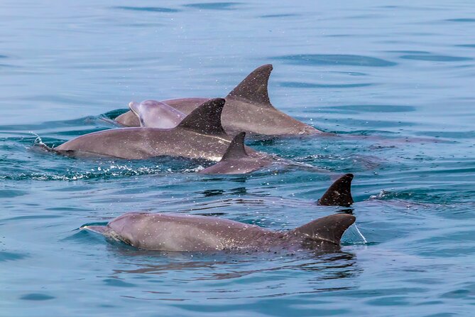 Dolphin Watch & Snorkeling at Kisite Marine Park & Wasini Island - Kisite Marine Park by dhow