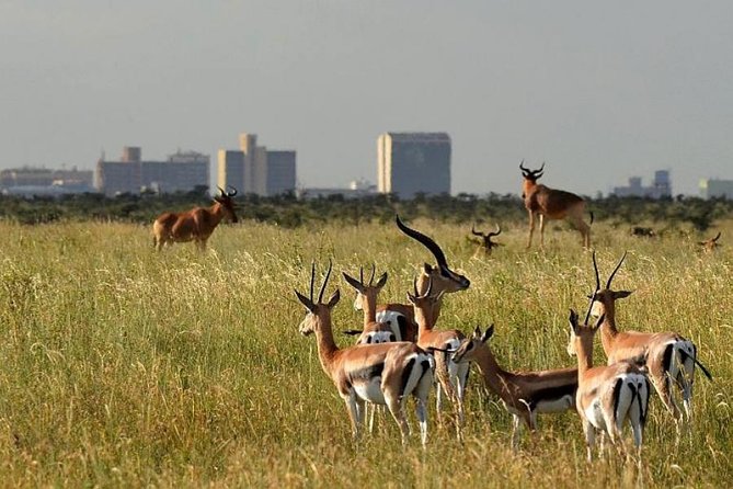 Early Morning Group Joining Mini Safari To Nairobi National Park - Nairobi National Park, a real safari beside the capital