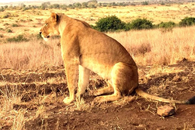 Early Morning Group Joining Mini Safari To Nairobi National Park - Who will get the most from this safari