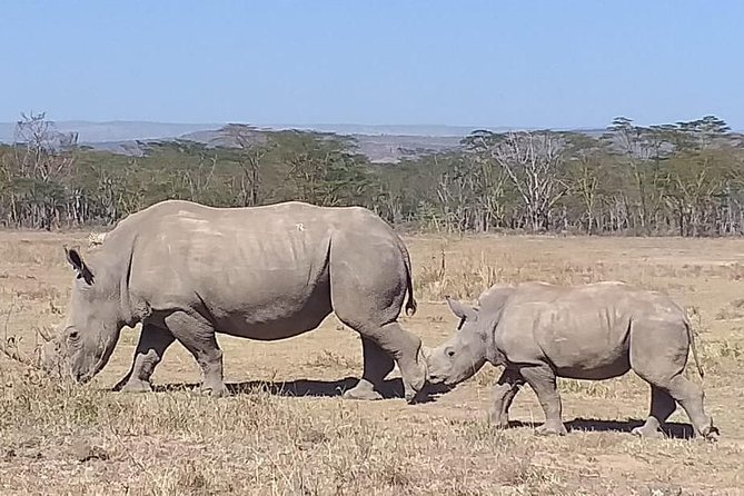 Early Morning Group Joining Mini Safari To Nairobi National Park - Cancellation and final booking advice