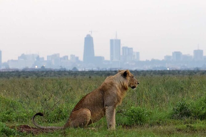 Early Morning Half Day Group Tour to Nairobi National Park - Group size and the feel of the vehicle