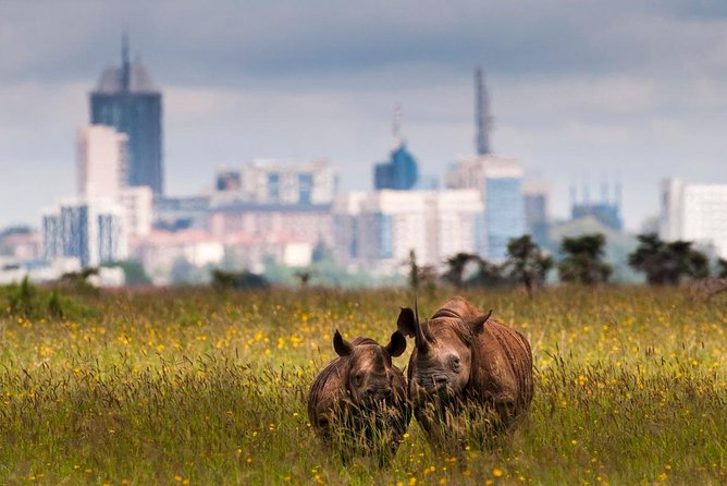 Early Morning Half Day Mini Safari To Nairobi National Park - Why Nairobi National Park works for a short safari