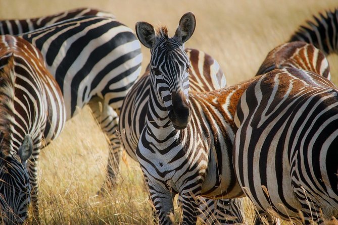 Early Morning Half Day Mini Safari To Nairobi National Park - The return around 12:30