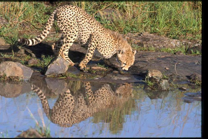 Early Morning Half Day Mini Safari To Nairobi National Park - What the $170 price really covers