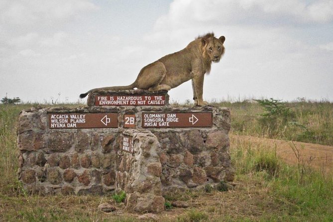 Early Morning Half Day Mini Safari To Nairobi National Park - Private touring and the guide experience