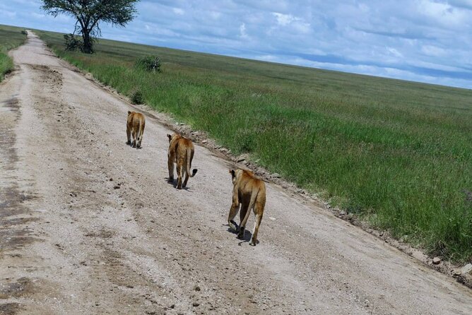 Early Morning Half Day Mini Safari To Nairobi National Park - Practical details that affect your decision
