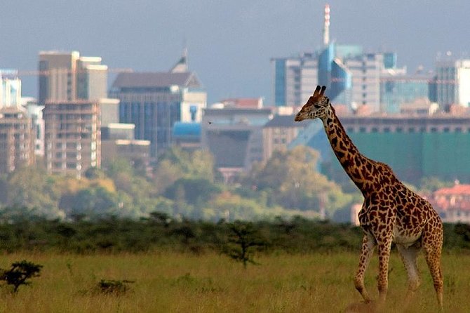Early Morning Half Day Mini Safari To Nairobi National Park - Inside Nairobi National Park