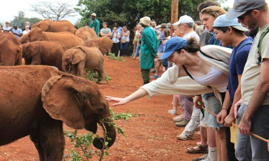 Early Morning Nairobi Park Elephant& Giraffe Sanctuary - Key points at a glance