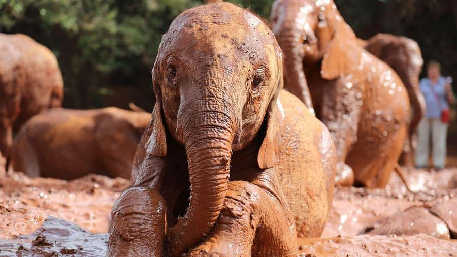 Early Morning Nairobi Park Elephant& Giraffe Sanctuary - Why this Nairobi day tour works