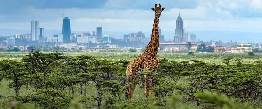 Early Morning Nairobi Park Elephant& Giraffe Sanctuary - The David Sheldrick Wildlife Trust from 11:00 a.m. to noon