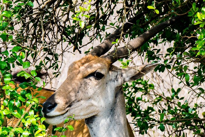 Early Morning Nairobi Park Safari and Giraffe Centre Tour. - A 6:00 am drive into Nairobi National Park