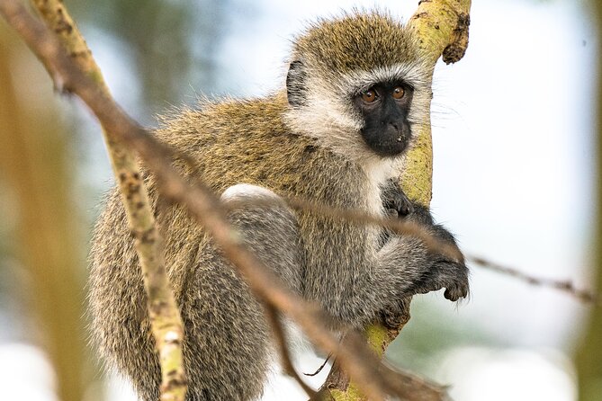 Early Morning Nairobi Park Safari and Giraffe Centre Tour. - What the $95 price really covers