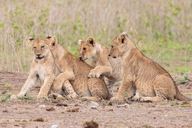Early Morning Nairobi Park Safari and Giraffe Centre Tour. - The main strengths and the honest drawbacks