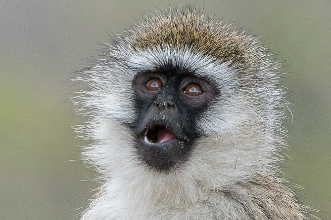 Early Morning Nairobi Park Safari and Giraffe Centre Tour. - Should you book the Nairobi morning safari?