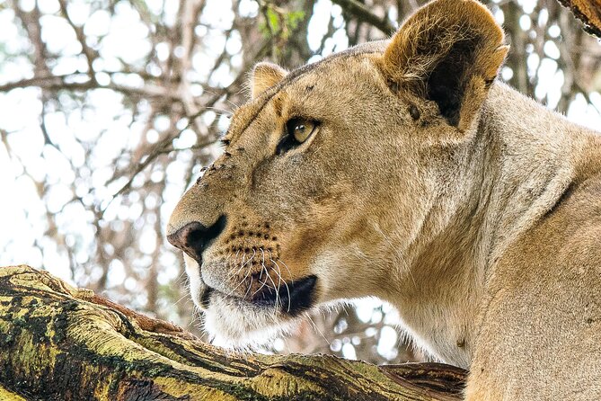 Early Morning Nairobi Park Safari and Giraffe Centre Tour. - The Giraffe Centre’s close-up encounter
