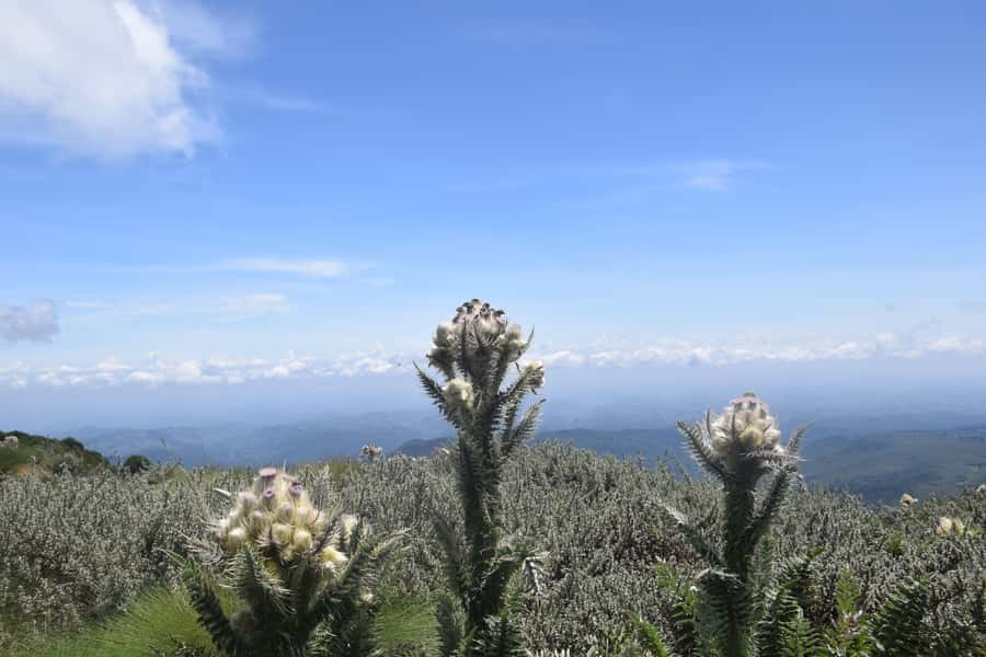 Elephant Hills Hike: 1-Day Adventure to the Aberdares - Leaving Westlands at 6:00 AM