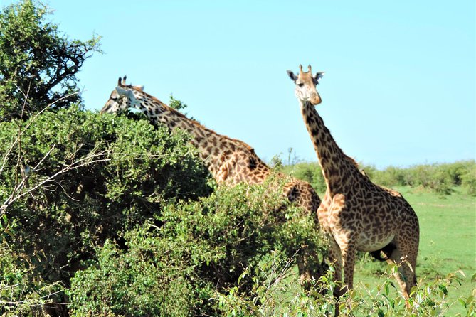 Elephant Orphanage and Giraffe Center Nairobi Day Tour - Why this short Nairobi tour works