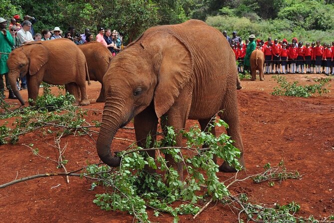Elephant Orphanage and Giraffe Center Nairobi Day Tour - The 10:00 am start and airport meeting point