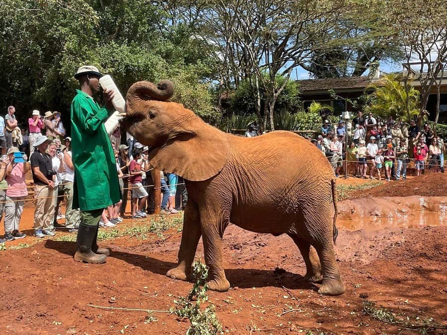 Elephant Orphanage and Giraffe Center Tour with Options - Key Points Before You Book