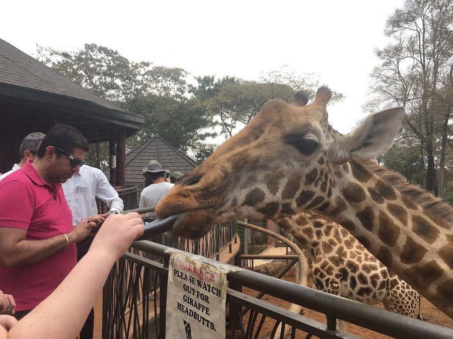 Elephant Orphanage and Giraffe Center Tour with Options - What This Nairobi Tour Actually Delivers