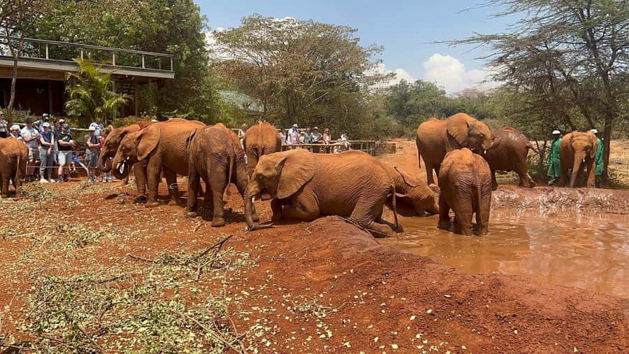 Elephant Orphanage and Giraffe Center Tour with Options - The David Sheldrick Wildlife Trust and Its Milk-Feeding Ritual