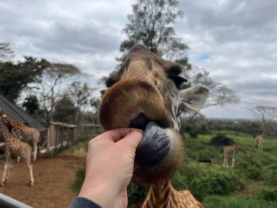 Elephant Orphanage and Giraffe Center Tour with Options - Adding Nairobi National Park to the Day
