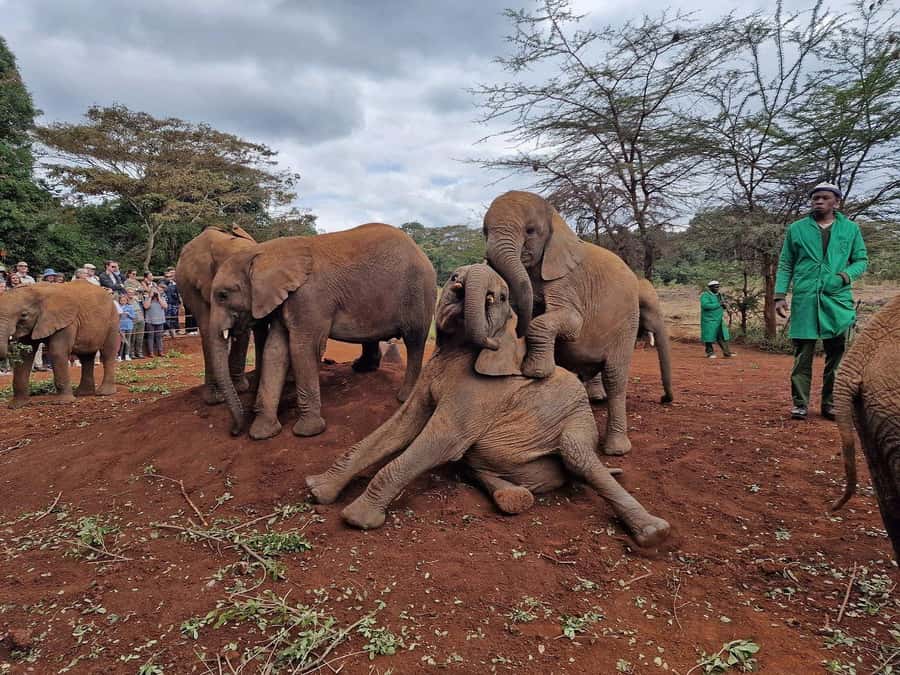 Elephant Orphanage and Giraffe Center Tour with Options - Karen Blixen Museum and Bomas of Kenya