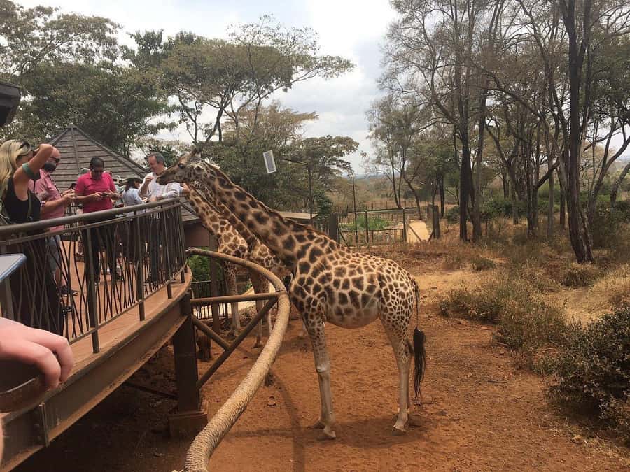 Elephant Orphanage and Giraffe Center Tour with Options - Transport, Guides, and the Reality of Nairobi Traffic