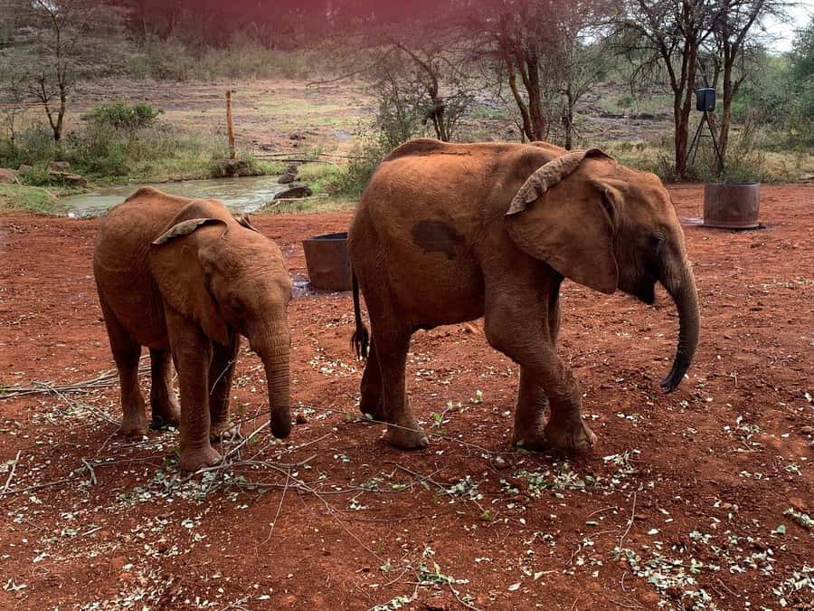 Elephant Orphanage and Giraffe Center Tour with Options - Who Will Enjoy This Day Most?