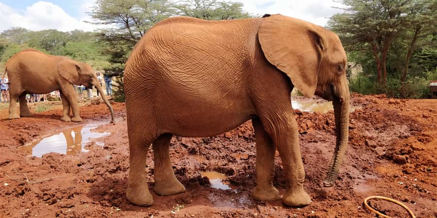 Elephant Orphanage, Giraffe Center And Nairobi National Park - Key points to know before booking