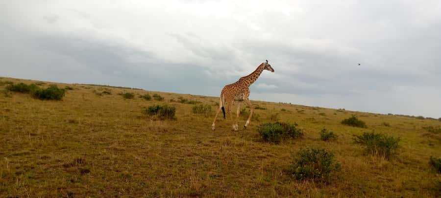 Elephant Orphanage, Giraffe Center And Nairobi National Park - Meeting Rothschild’s giraffes at the Giraffe Centre