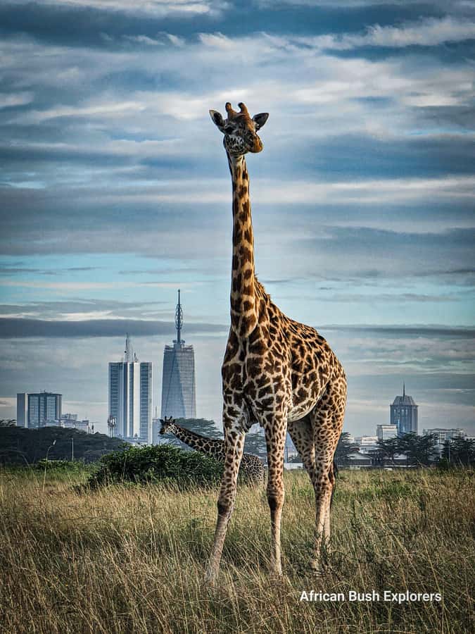 Elephant Orphanage, Giraffe Center And Nairobi National Park - Entering Nairobi National Park for four hours