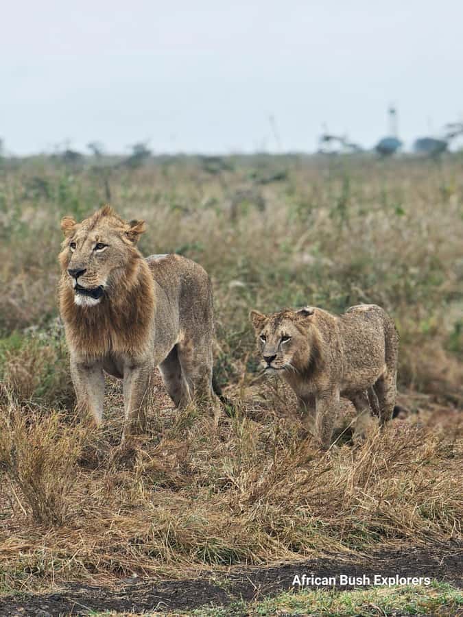 Elephant Orphanage, Giraffe Center And Nairobi National Park - Who will enjoy this private day most