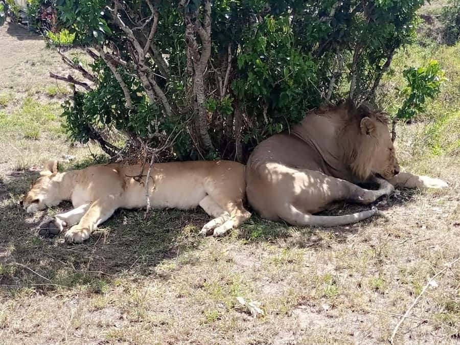Elephant Orphanage, Giraffe Center And Nairobi National Park - Starting with Nairobi pickup and private transport