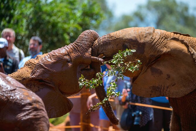 Elephant Orphanage, Giraffe Center & Bomas of Kenya Day Tour - The 11 a.m. elephant keeper session