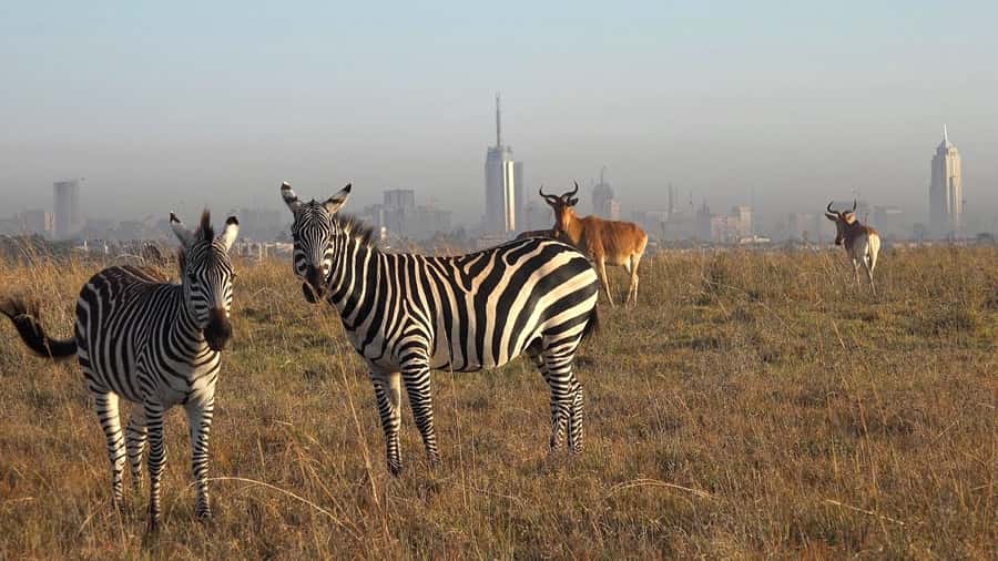 Elephant Orphanage,Giraffe Center&Karen Blixxen Day TripTour - Key points before you book