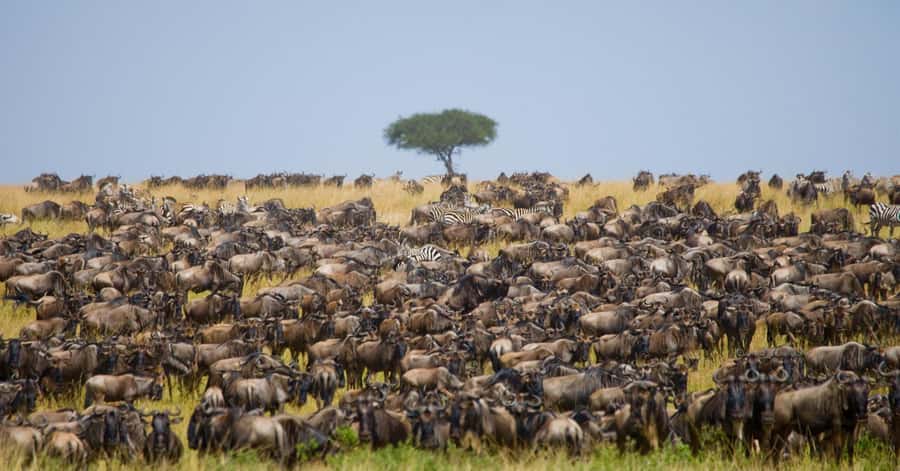 Elephant Orphanage,Giraffe Center&Karen Blixxen Day TripTour - How the four stops fit together