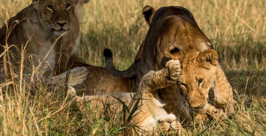 Elephant Orphanage,Giraffe Center&Karen Blixxen Day TripTour - Practical advice for a smoother visit