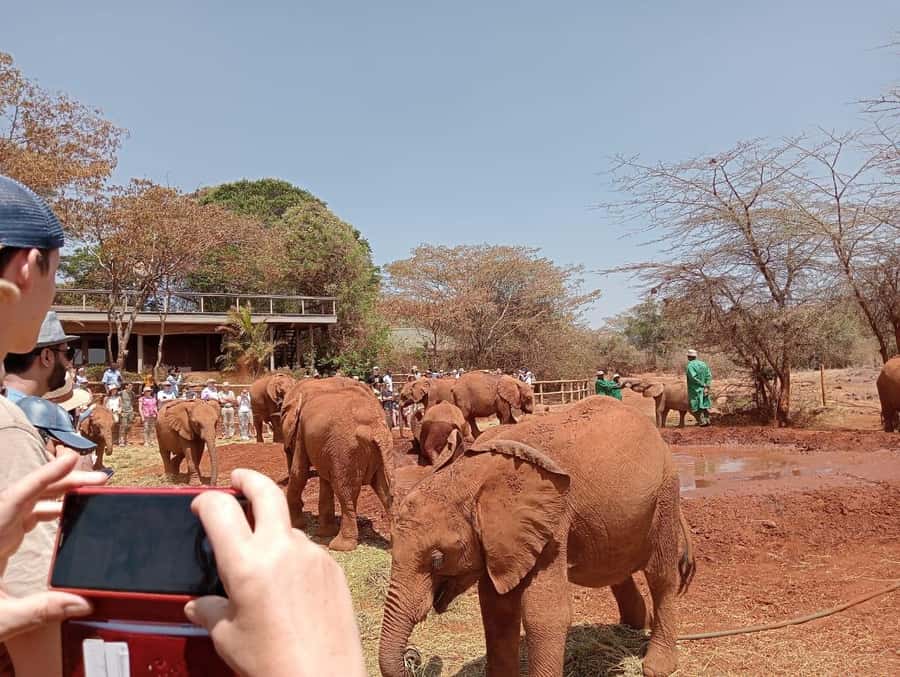 Elephant Orphanage,Giraffe Center&Karen Blixxen Day TripTour - Watching milk bottles at the David Sheldrick Wildlife Trust