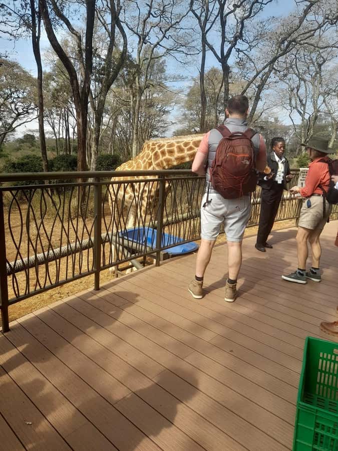 Elephant orphanage, Giraffe center, kobe beads tour - Meeting giraffes at the giraffe center